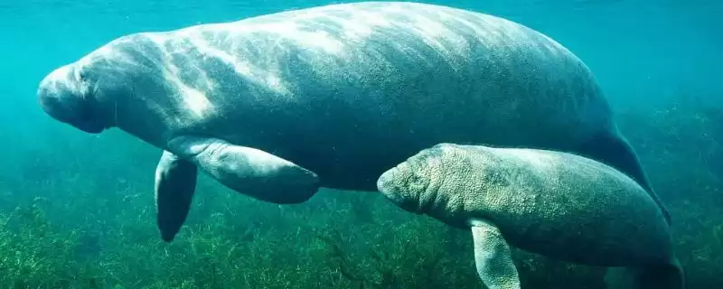 海牛的种类主要有哪些呢,海牛即美洲、亚马逊和非洲海牛这三种吗插图 海牛的种类主要有哪些呢,海牛即美洲、亚马逊和非洲海牛这三种吗插图