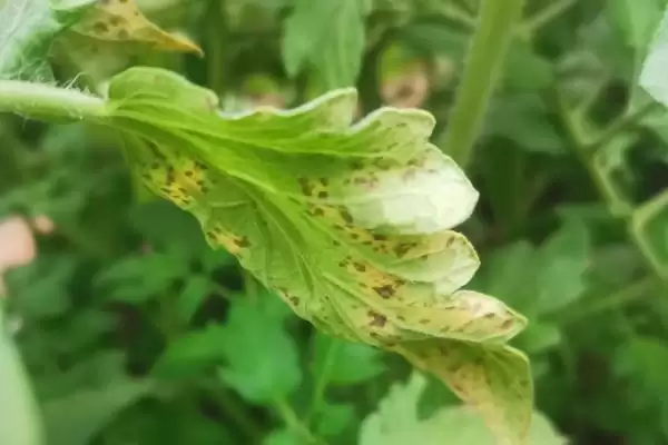 大棚番茄性斑疹病怎样防治呢,大棚番茄性斑疹病如何防治插图2 大棚番茄性斑疹病怎样防治呢,大棚番茄性斑疹病如何防治插图2
