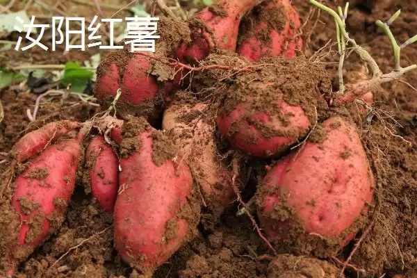 河南省汝阳县特产有啥介绍,河南省汝阳县是历史名酒杜康的发祥地吗插图4 河南省汝阳县特产有啥介绍,河南省汝阳县是历史名酒杜康的发祥地吗插图4