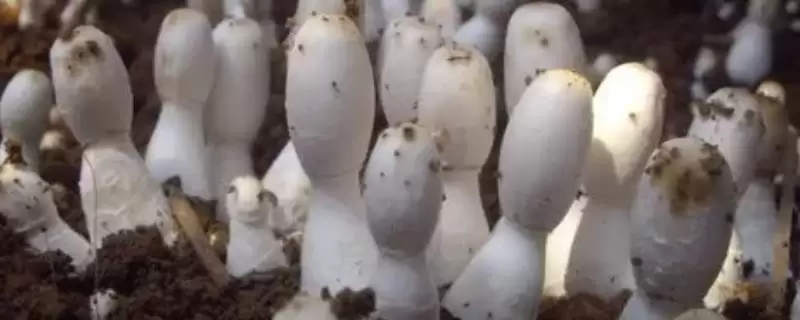 鸡腿菇种植术春秋两季能栽,鸡腿菇种植技术,种植时间合适吗?插图 鸡腿菇种植术春秋两季能栽,鸡腿菇种植技术,种植时间合适吗?插图