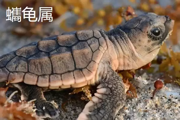 海龟是什么类型的动物呢,海龟是常见的海洋爬行动物这一说法对吗插图5 海龟是什么类型的动物呢,海龟是常见的海洋爬行动物这一说法对吗插图5