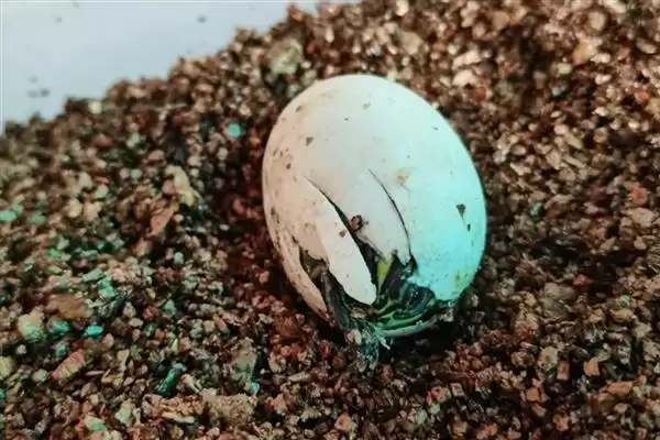 火焰龟繁殖问养殖7-8年能繁,火焰龟多大才能繁殖,时间准确吗?插图4 火焰龟繁殖问养殖7-8年能繁,火焰龟多大才能繁殖,时间准确吗?插图4