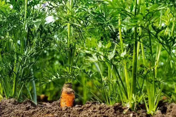胡萝卜移栽有哪些注意点呢,胡萝卜拔苗后需马上进行定植是要点吗插图3 胡萝卜移栽有哪些注意点呢,胡萝卜拔苗后需马上进行定植是要点吗插图3