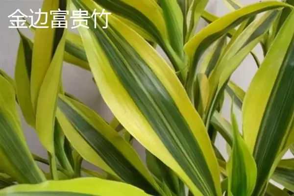 富贵竹摆放风水问题 ,富贵竹的摆放有哪些风水讲究插图4 富贵竹摆放风水问题 ,富贵竹的摆放有哪些风水讲究插图4