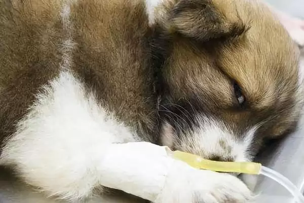 狗狗生病有哪些征兆,狗狗生病常见发烧、发抖、食欲不振等吗插图6 狗狗生病有哪些征兆,狗狗生病常见发烧、发抖、食欲不振等吗插图6