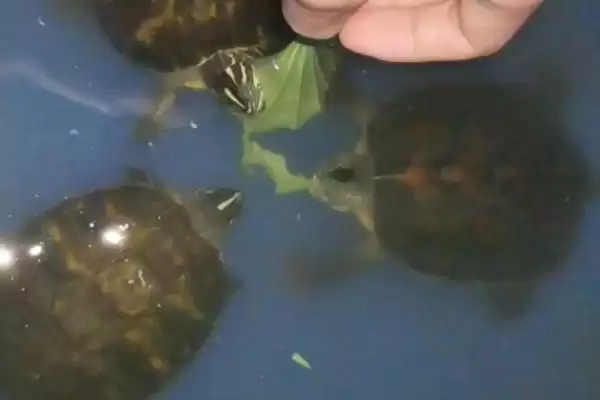 火焰龟产地问产自北美大陆,火焰龟的产地，产地信息准确吗？插图3