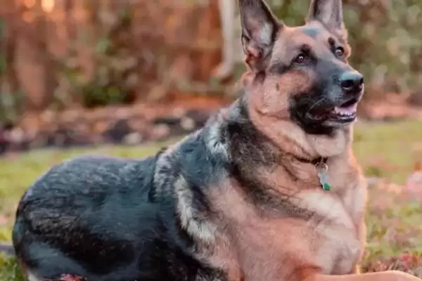 护卫犬品种知多少拉布拉多等常见吗,护卫犬有哪些品种,拉布拉多等常见不?插图2 护卫犬品种知多少拉布拉多等常见吗,护卫犬有哪些品种,拉布拉多等常见不?插图2