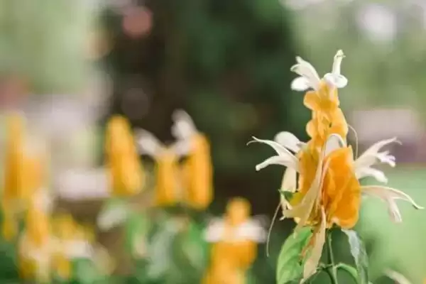 黄金塔花养殖每周浇一次水够,黄金塔花如何养殖,浇水频率合适吗?插图4 黄金塔花养殖每周浇一次水够,黄金塔花如何养殖,浇水频率合适吗?插图4