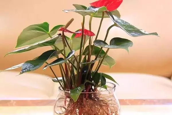 红掌能进行水培这种方式吗,红掌进行水培保持环境湿润很重要吗插图1 红掌能进行水培这种方式吗,红掌进行水培保持环境湿润很重要吗插图1
