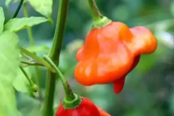 观赏辣椒品种如何分类呢,风铃、梦都莎等是常见观赏辣椒品种吗插图1 观赏辣椒品种如何分类呢,风铃、梦都莎等是常见观赏辣椒品种吗插图1