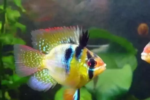 观赏鱼每天该喂食几次呢,不同品种观赏鱼的喂食频率不同吗插图2 观赏鱼每天该喂食几次呢,不同品种观赏鱼的喂食频率不同吗插图2