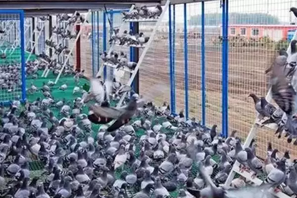 鸽子冬天室外养殖问题 ,鸽子在冬天能不能在室外养殖插图1 鸽子冬天室外养殖问题 ,鸽子在冬天能不能在室外养殖插图1