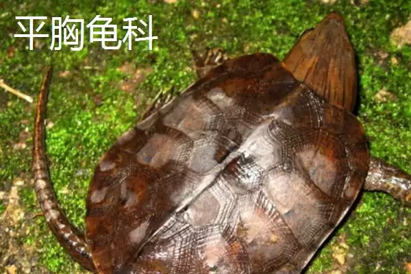 龟的种类主要有哪些呢,龟共有12科分别是哪些种类呢插图9 龟的种类主要有哪些呢,龟共有12科分别是哪些种类呢插图9