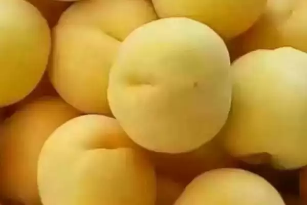 贵的桃树苗有哪些好品种,冬雪蜜桃、金冠黄桃等是贵的桃树苗品种吗插图2 贵的桃树苗有哪些好品种,冬雪蜜桃、金冠黄桃等是贵的桃树苗品种吗插图2