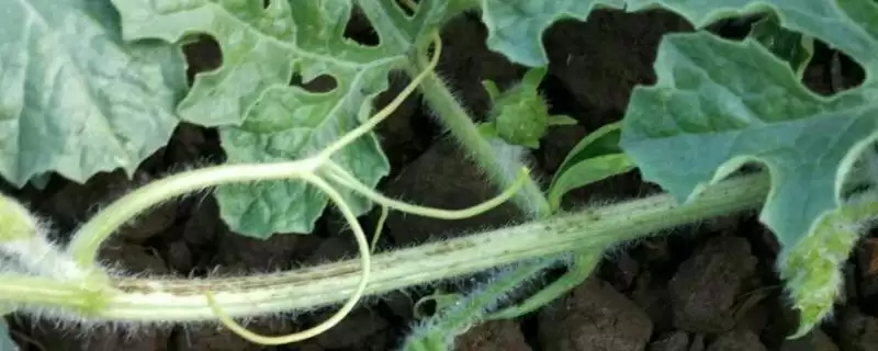 瓜类作物茎基部为何开裂,瓜类作物茎基部开裂因过量用氮肥吗插图 瓜类作物茎基部为何开裂,瓜类作物茎基部开裂因过量用氮肥吗插图