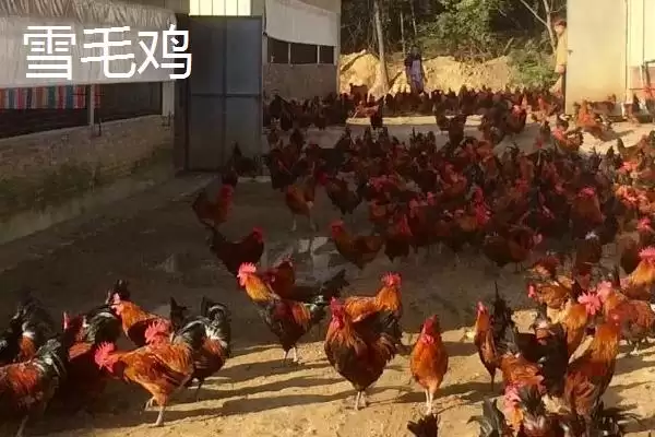 广东乐昌市的特产有哪些呢,北乡马蹄是广东乐昌闻名的特产吗插图4 广东乐昌市的特产有哪些呢,北乡马蹄是广东乐昌闻名的特产吗插图4