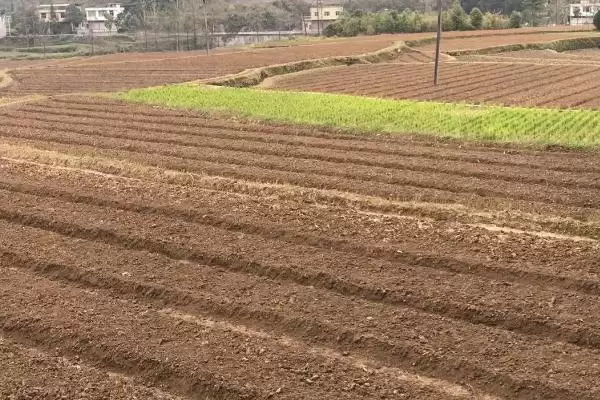 厚朴应该怎样进行种植呢,厚朴需在育苗地生长一年后才能移栽吗插图1