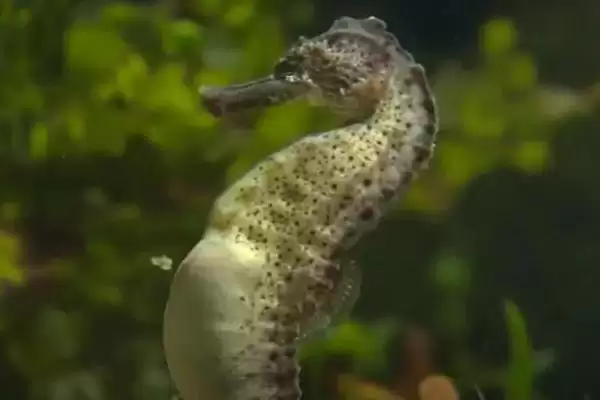 海马宝宝是海马爸爸生的吗,海马是唯一由雄性生产后代的动物吗插图2 海马宝宝是海马爸爸生的吗,海马是唯一由雄性生产后代的动物吗插图2