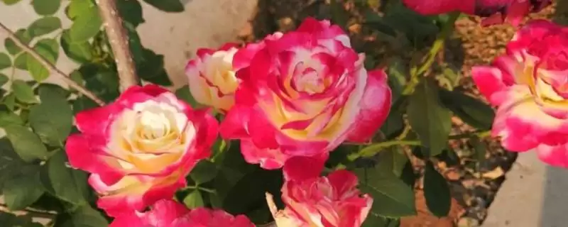红双喜月季属于勤花品种吗,红双喜月季是当之无愧的勤花之王品种吗-会东网