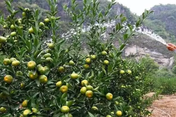 果树节水有哪些实用技巧呢,果树应适时节水灌溉是节水的技巧吗插图1 果树节水有哪些实用技巧呢,果树应适时节水灌溉是节水的技巧吗插图1
