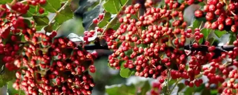 花椒亩产量数亩产200-300斤多吗,花椒亩产多少斤,产量一般能达到多少?插图 花椒亩产量数亩产200-300斤多吗,花椒亩产多少斤,产量一般能达到多少?插图