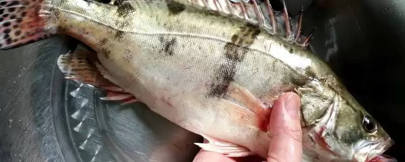 鳜鱼有着怎样的简介呢,鳜鱼是名贵淡水经济鱼种是其简介吗插图 鳜鱼有着怎样的简介呢,鳜鱼是名贵淡水经济鱼种是其简介吗插图