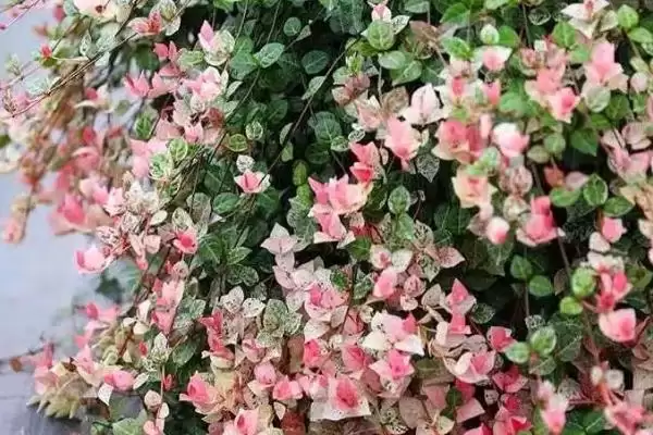 花叶络石养护9-10月追肥磷钾,花叶络石日常养护方法,追肥时间对吗?插图1 花叶络石养护9-10月追肥磷钾,花叶络石日常养护方法,追肥时间对吗?插图1