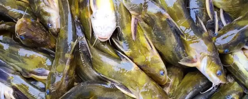 黄骨鱼鱼种问真是常见淡水鱼,黄骨鱼是什么鱼,是哪种类型的鱼?-会东网