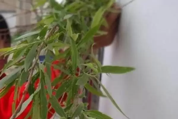 寒食节的由来是怎样的呢,寒食节沿袭远古改火旧习是其由来吗插图2 寒食节的由来是怎样的呢,寒食节沿袭远古改火旧习是其由来吗插图2