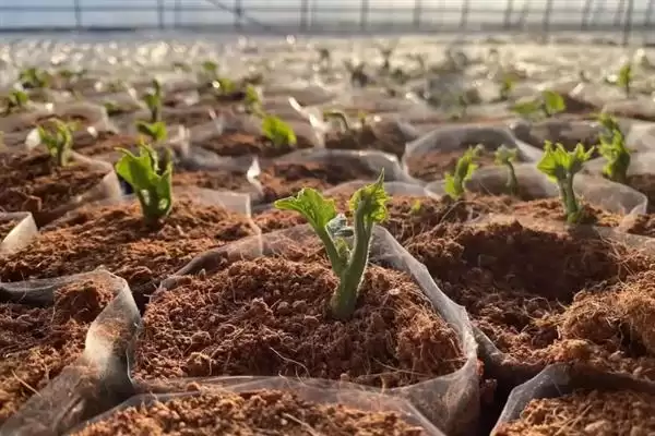 佛手瓜种植方法步骤 ,佛手瓜具体该如何进行种植插图7 佛手瓜种植方法步骤 ,佛手瓜具体该如何进行种植插图7