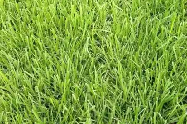高羊茅特性特点介绍 ,高羊茅具有哪些特性和特点插图1 高羊茅特性特点介绍 ,高羊茅具有哪些特性和特点插图1