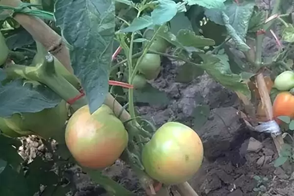番茄转色不均匀解决,番茄转色不均匀应如何进行解决插图8 番茄转色不均匀解决,番茄转色不均匀应如何进行解决插图8
