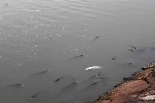 黄辣丁栖息地缓流多水草浅区,黄辣丁的栖息环境介绍,是这样的吗?插图1 黄辣丁栖息地缓流多水草浅区,黄辣丁的栖息环境介绍,是这样的吗?插图1