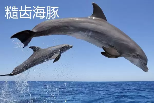 海豚是什么类型的动物呢,海豚属于哺乳动物这一类型是正确的吗插图6 海豚是什么类型的动物呢,海豚属于哺乳动物这一类型是正确的吗插图6