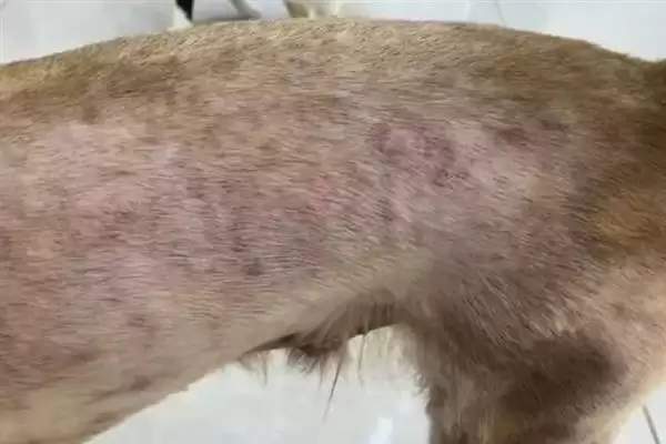 狗狗生病应该怎样解决,狗狗生病需根据病症采取对应措施吗插图5 狗狗生病应该怎样解决,狗狗生病需根据病症采取对应措施吗插图5