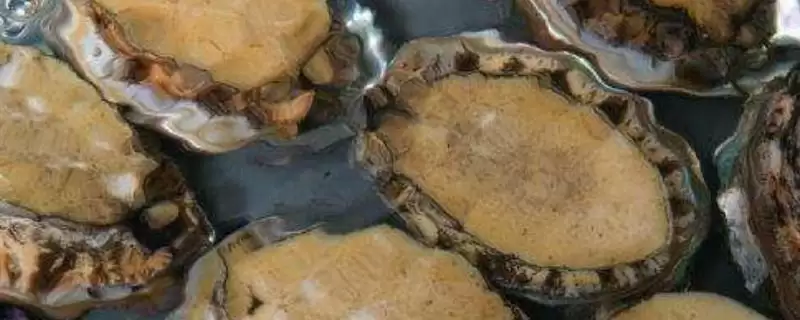鲍鱼几头鲍是什么意思和含义呢,鲍鱼几头鲍是什么意思插图 鲍鱼几头鲍是什么意思和含义呢,鲍鱼几头鲍是什么意思插图