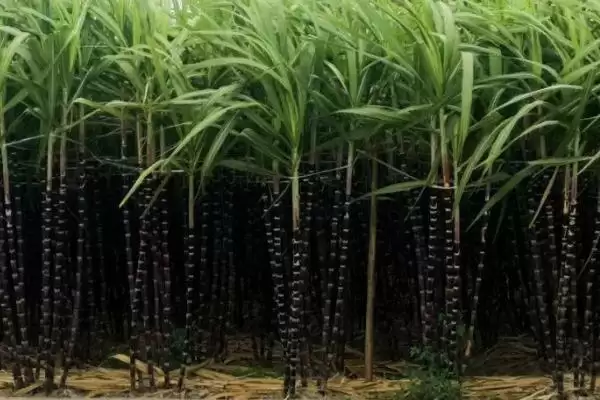 甘蔗使用除草剂误区,对甘蔗使用除草剂存在哪些误区插图4