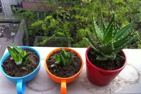 观赏芦荟应该如何培育呢,观赏芦荟每年春季换盆一次是正确的吗插图5 观赏芦荟应该如何培育呢,观赏芦荟每年春季换盆一次是正确的吗插图5