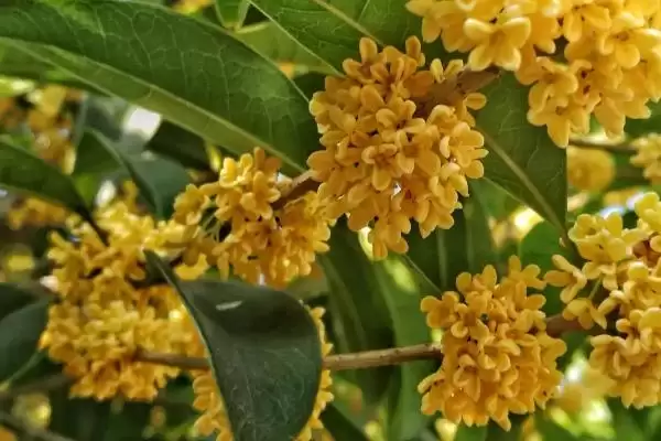 桂花掉叶子是何原因导致,桂花掉叶子因光照、盆土等方面不当吗插图1