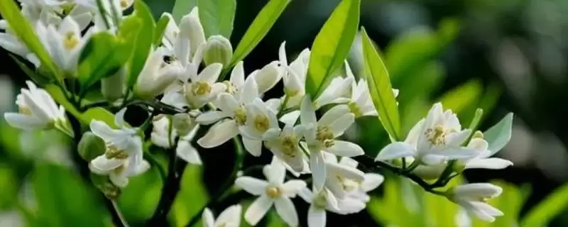 柑橘花芽分化过程 ,柑橘花芽分化经历哪些阶段和过程插图 柑橘花芽分化过程 ,柑橘花芽分化经历哪些阶段和过程插图