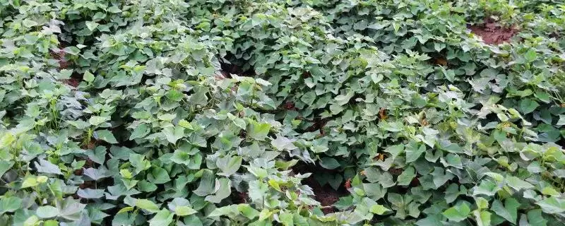 红薯生长后期的施肥方法是,红薯生长后期主要以叶面喷施方式施肥吗插图 红薯生长后期的施肥方法是,红薯生长后期主要以叶面喷施方式施肥吗插图