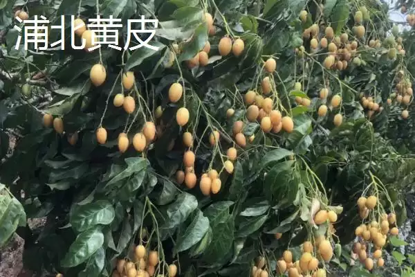 广西浦北县的特产有哪些呢,广西浦北县有“世界长寿之乡”称号有啥特产插图2 广西浦北县的特产有哪些呢,广西浦北县有“世界长寿之乡”称号有啥特产插图2