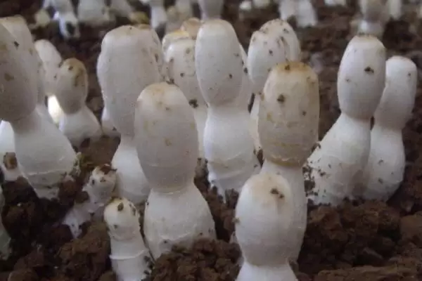 鸡腿菇种植术春秋两季能栽,鸡腿菇种植技术,种植时间合适吗?插图1 鸡腿菇种植术春秋两季能栽,鸡腿菇种植技术,种植时间合适吗?插图1
