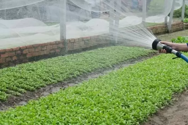大棚蔬菜喷肥的方法和时间如何,大棚蔬菜喷肥的方法插图1 大棚蔬菜喷肥的方法和时间如何,大棚蔬菜喷肥的方法插图1