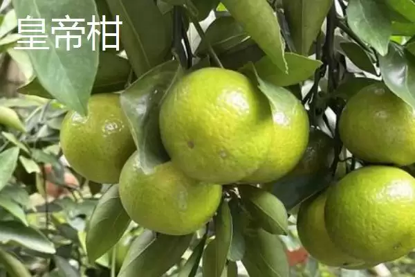 贵妃柑和皇帝柑有何区别,贵妃柑属于晚熟杂柑品种与皇帝柑有别吗插图2 贵妃柑和皇帝柑有何区别,贵妃柑属于晚熟杂柑品种与皇帝柑有别吗插图2