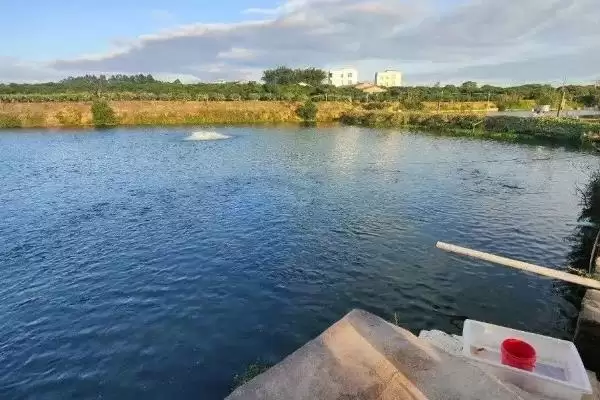 鲫鱼养殖促长鱼苗15厘米补蛋白,鲫鱼怎么养殖才能长得快，要点是这个？插图4