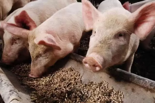 公猪饲养管理方法要点 ,公猪的饲养管理有哪些方法插图1 公猪饲养管理方法要点 ,公猪的饲养管理有哪些方法插图1