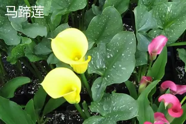 和女生第一次见面送什么花,和女生首次见面送郁金香、百合等花合适吗插图5 和女生第一次见面送什么花,和女生首次见面送郁金香、百合等花合适吗插图5
