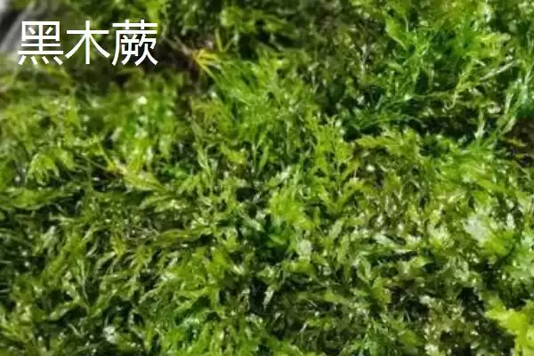黑木蕨和青木蕨的区别在哪,黑木蕨和青木蕨在生长速度和栽植方式不同吗插图1 黑木蕨和青木蕨的区别在哪,黑木蕨和青木蕨在生长速度和栽植方式不同吗插图1