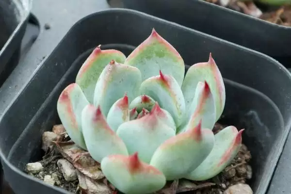 吉娃莲植物特征莲座叶盘紧凑,吉娃莲的特征,莲座叶盘和叶形特点?插图3 吉娃莲植物特征莲座叶盘紧凑,吉娃莲的特征,莲座叶盘和叶形特点?插图3